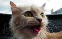 На Донетчине найден кот – любитель соленых помидоров