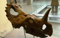 Ученые обнаружили, что древние динозавры болели на рак костей