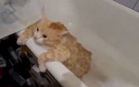 Мокрый толстый кот пытается выбраться из ванны (ВИДЕО)