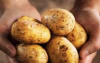 В Украине будут делать биоупаковку из картофеля