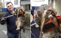 В центре Лондона нашли крысу величиной с четырехлетнего ребенка