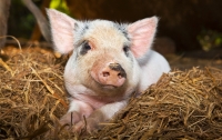 В Винницкой области вспыхнула африканская чума свиней