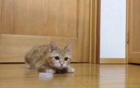 Рыжий кот изумил своими вратарскими способностями (Видео)