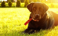 Стало известно, что собаки могут распознавать рак у человека