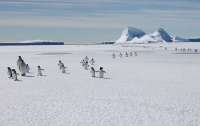 Ученые нашли в Антарктиде новых пингвинов