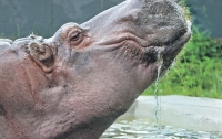 В Киевском зоопарке появятся новые животные