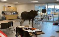 В канадской школе лось ворвался в класс и сорвал урок