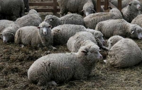 Украина простимулирует скотоводство 