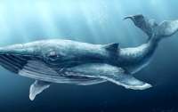 Ученые сообщили, сколько пластика съедают киты в океане