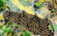 В Англии началось нашествие опасных гусениц
