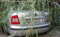 На Закарпатье дерево разбило четыре автомобиля (ФОТО)