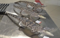 Груз без маркировки: в аэропорту Казани арестованы три чучела крокодилов