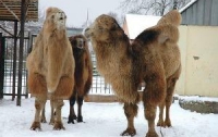 В Харькове таможенники  лишили человека четырех верблюдов