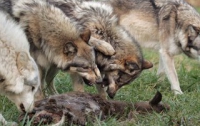 Под Харьковом стая голодных волков напала на стадо телят