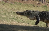 Опасные игроки: самка аллигатора с детьми прогулялась по полю для гольфа (видео)