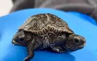 Черепаху-мутанта нашли в американском штате Массачусетс