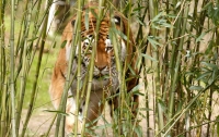 Тигр растерзал смотрительницу зоопарка