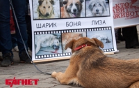 В Харькове протестовали против убийств бездомных животных более 200 человек (ФОТО)