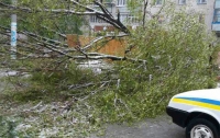 В Днепропетровской области из-за непогоды на женщину упало дерево, она скончалась в больнице