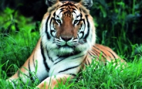 29 июля — Международный день тигра (ВИДЕО)