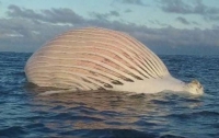 Странный огромный шар посреди океана напугал моряков (видео)
