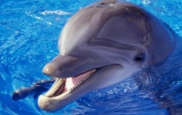 Курорт во Франции терроризирует дельфин-извращенец