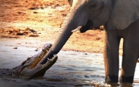 Неудачная охота: слон помешал крокодилу утащить слоненка (видео)