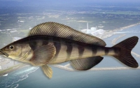 В Японии возле «Фукусимы» выловили «светящуюся» рыбу 