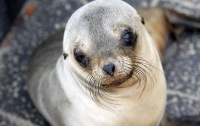 Ушастого тюленя застукали за кражей рыбы с причала
