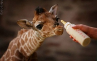 В Крыму родился первый в истории Украины жирафенок