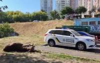 В Киеве насмерть сбили лося (видео)
