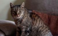 В Британии в возрасте 32 лет умер самый старый кот планеты