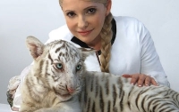 Тигрица Тимошенко забеременела от «француза»