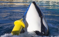 Исследователи научили косатку говорить по-человечески
