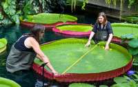 Ботаники открыли новый вид самых больших в мире водяных лилий