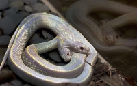 Американец нашел в лесу двуглавую змею (видео)