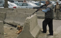В Румынии разрешили безнаказанно отстреливать бродячих животных