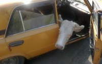 Как «правильно» перевозить корову в салоне авто (ФОТО)