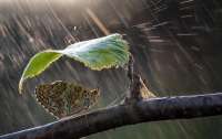 На крыльях бабочек обнаружили уникальную защиту от ливней