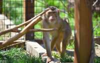 У Луцьку макака обкрадає всіх неуважних відвідувачів зоопарку