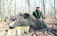 В России свиньи классически заболели чумой