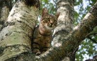 В Киеве спасли кота-камикадзе