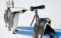 На станцию Украины в Антарктиде напали пингвины