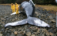 Ученые NASA назвали возможную причину массовых самоубийств китов и дельфинов