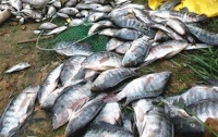 На берегу Днестра задержали рыбака-браконьера