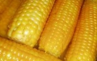 Украинские бизнес-аграрии завалят Китай кукурузой