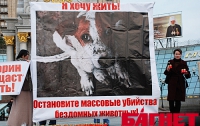 Киеву необходимы 5 млн грн., чтобы прекратить кровавые расправы над собаками 