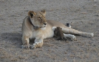 В Танзании львица 