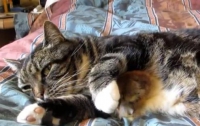 Кот обожает лежать в обнимку с цыпленком (ВИДЕО)