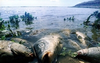 Экологическая катастрофа в Полтавской области: на берег выбросило мертвую рыбу